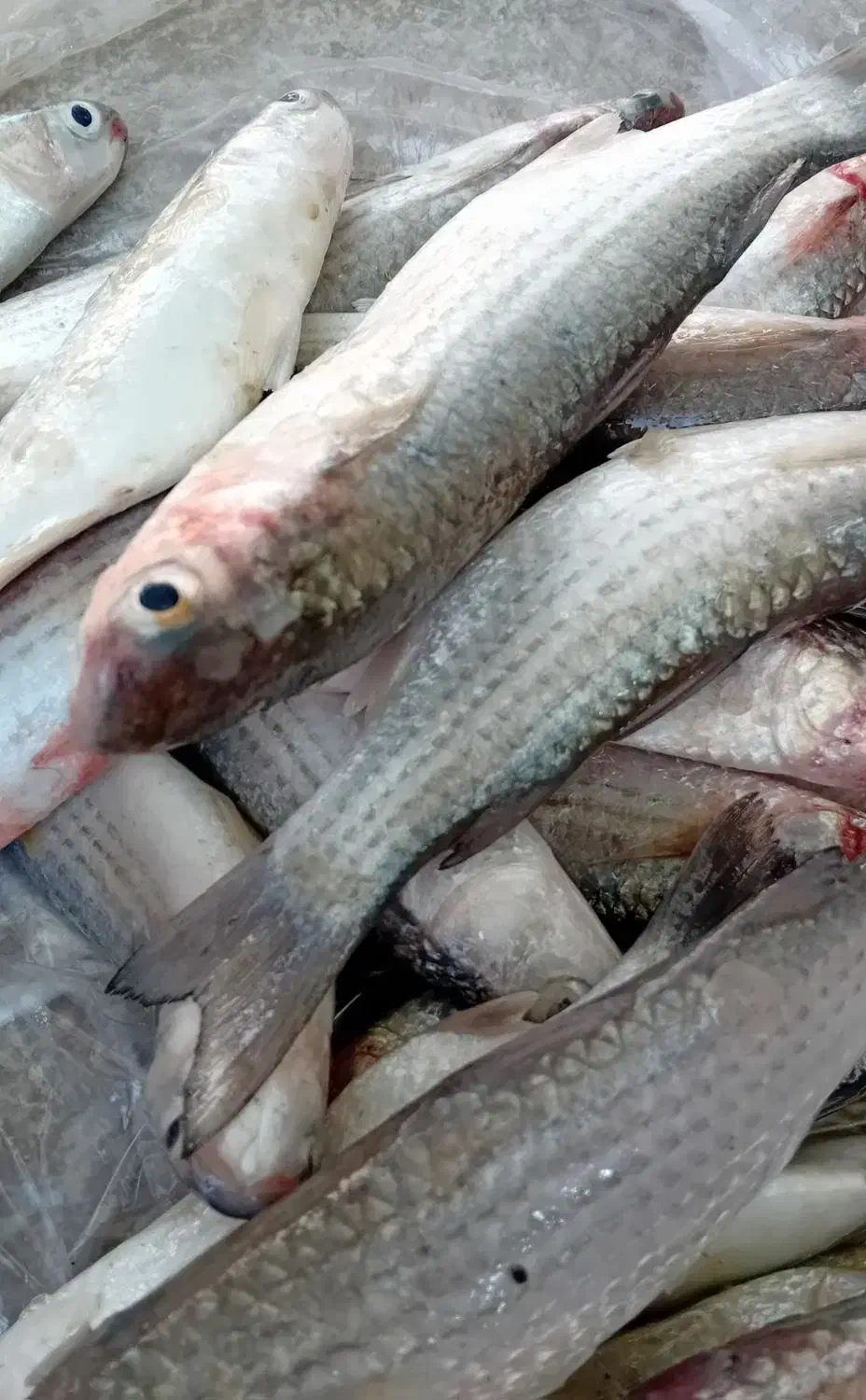 مای گاریز کورزین مخصوص|ماهی|قشم, |دیوار