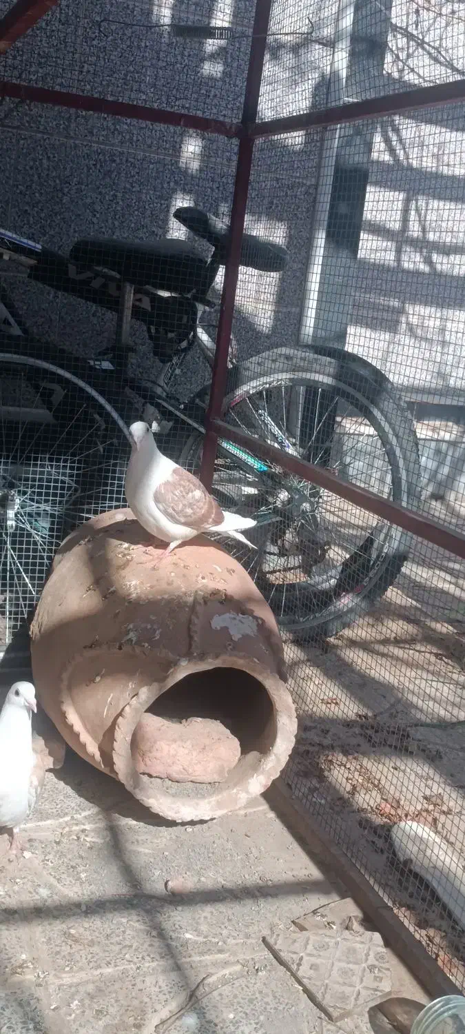 کبوتر|پرنده|نهبندان, |دیوار