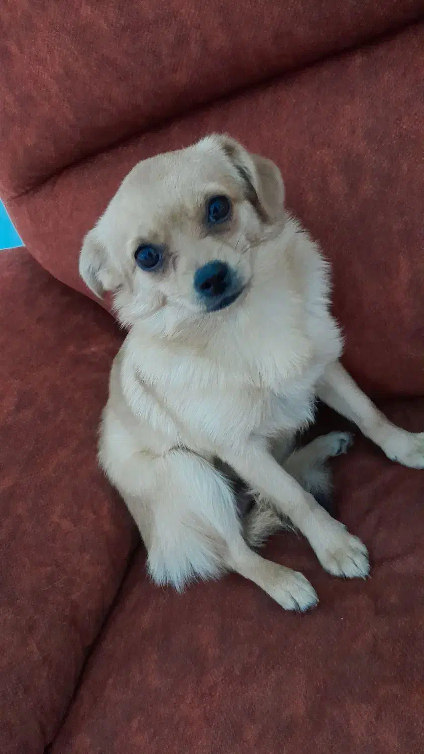 حیوان خونگی|سگ|تهران, بیسیم|دیوار