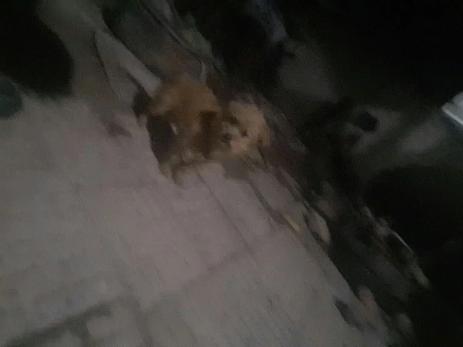 خوشگل|سگ|اهر, |دیوار