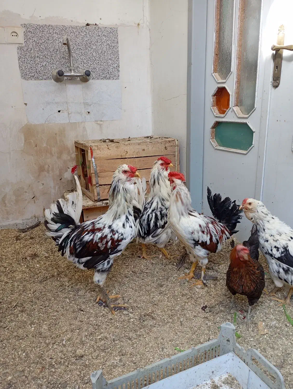 مرغ وخروس محلی وگلین|حیوانات مزرعه|سنندج, |دیوار