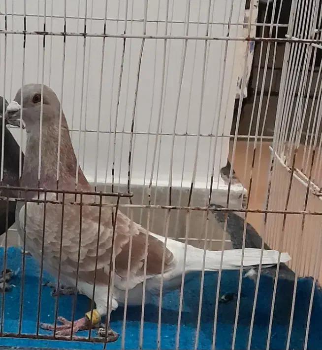 کبوتر گمشده|حیوانات|شیروان (خراسان), |دیوار