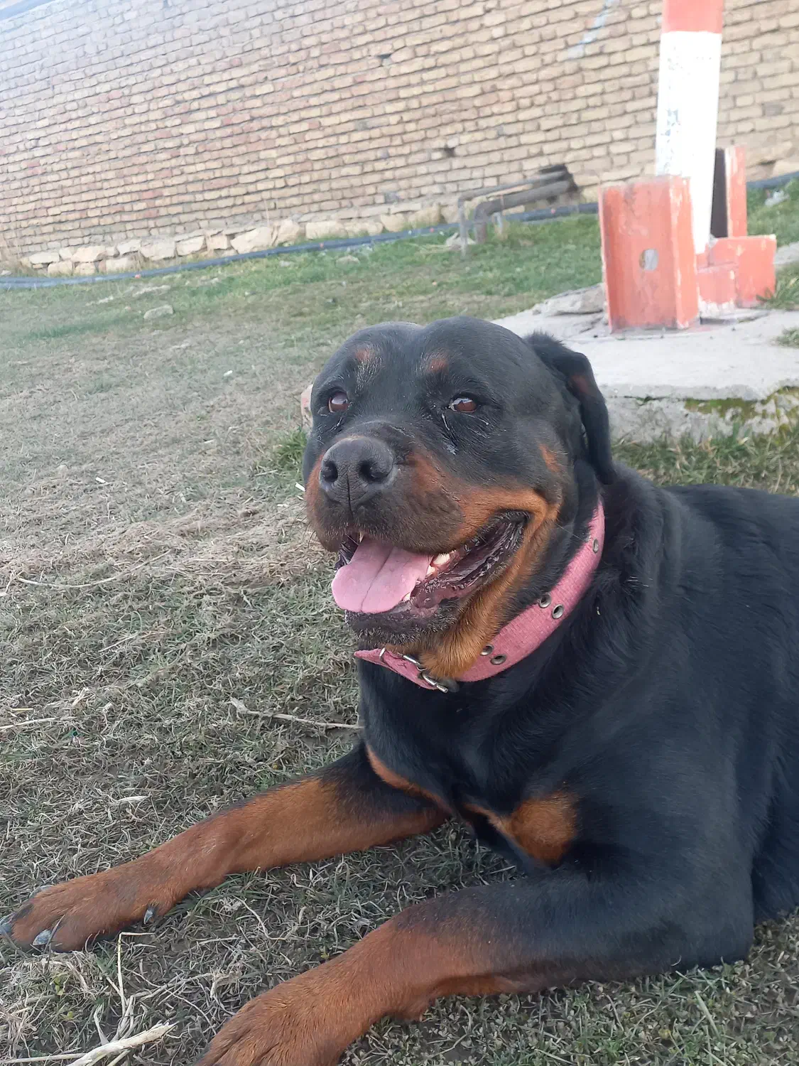 سگ مژدگانی پیدا شدن|سگ|رزن, |دیوار