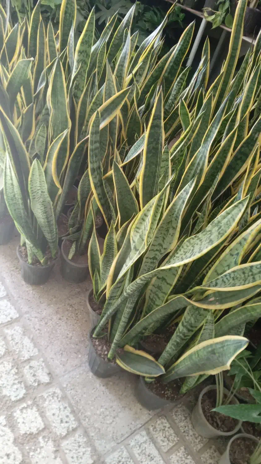 حراج حراج حراج گل سانسوریا|گل و گیاه طبیعی|نیشابور, ابراهیم ادهم|دیوار