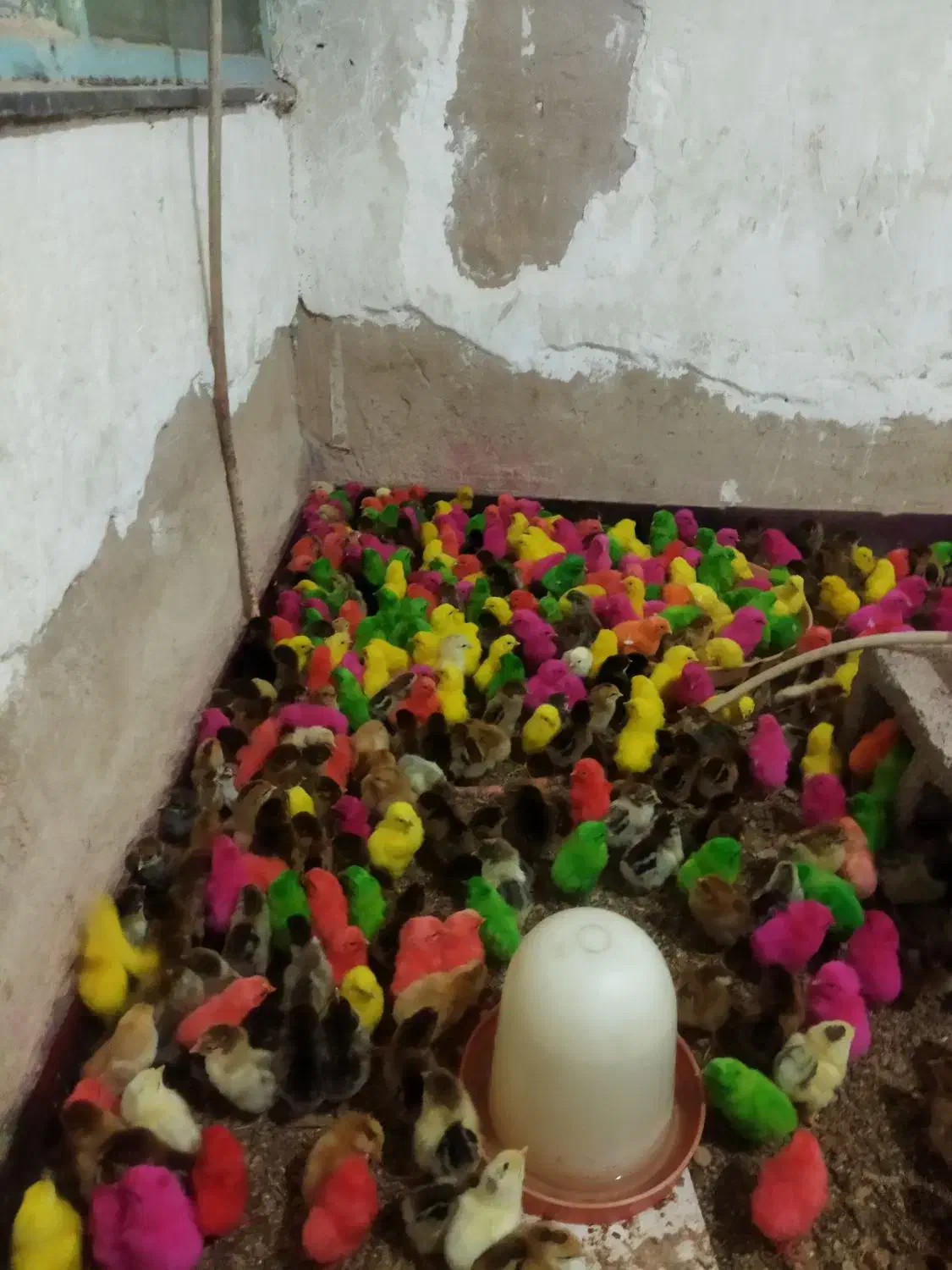 جوجه رنگی وجوجه محلی وجوجه اردک|حیوانات مزرعه|اندیمشک, |دیوار