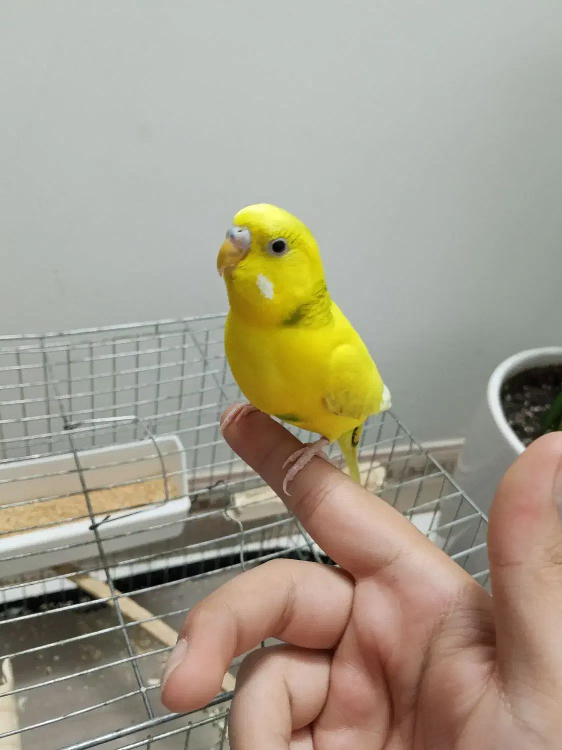 مرغ عشق نر|پرنده|اسلام‌شهر, شهرک محمدیه|دیوار