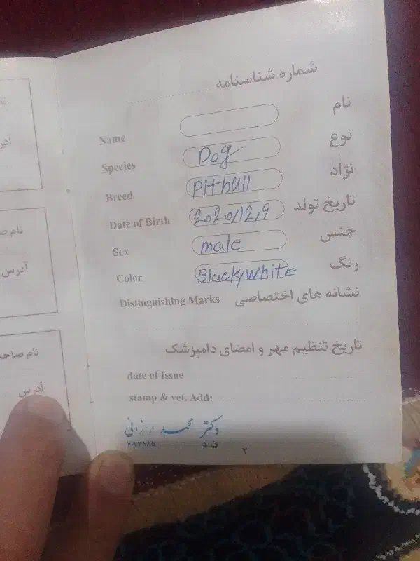 فروش سگ پیت بول|سگ|شیروان (لرستان), |دیوار