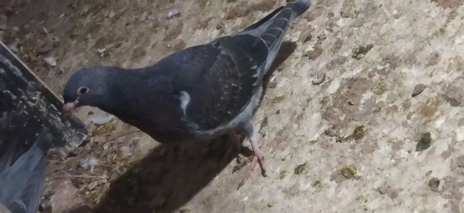 فروش دوعدد جوجه کبوتر|پرنده|برازجان, |دیوار