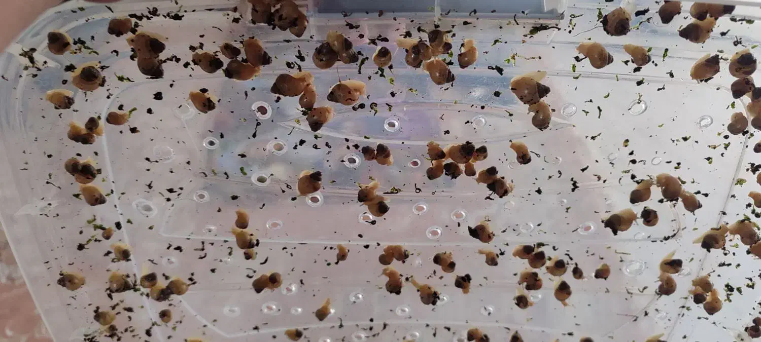 فروش حلزون|خزنده|اصفهان, شهرک امام زمان|دیوار