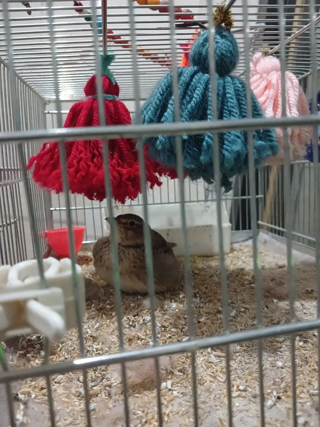 سهره خاکی|پرنده|نسیمشهر, |دیوار