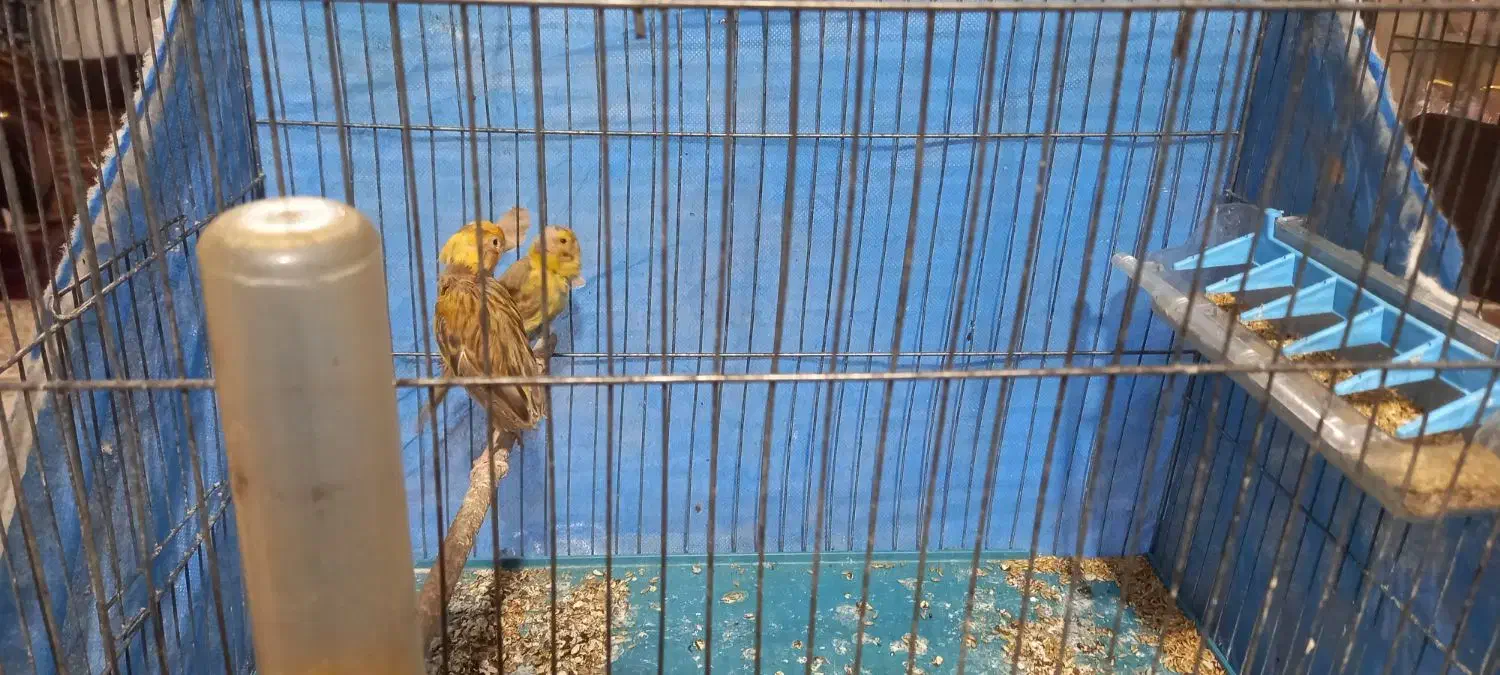 قناری ماده|پرنده|خمینی‌شهر, |دیوار