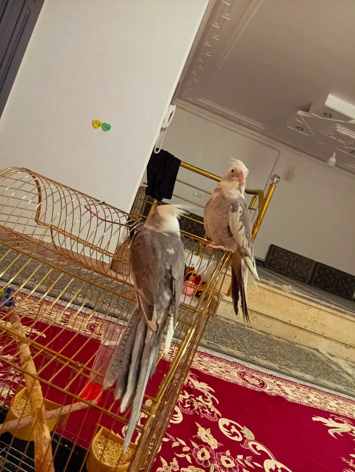 فروش یه جفت عروس هلندی وایت فیس|پرنده|لالجین, |دیوار