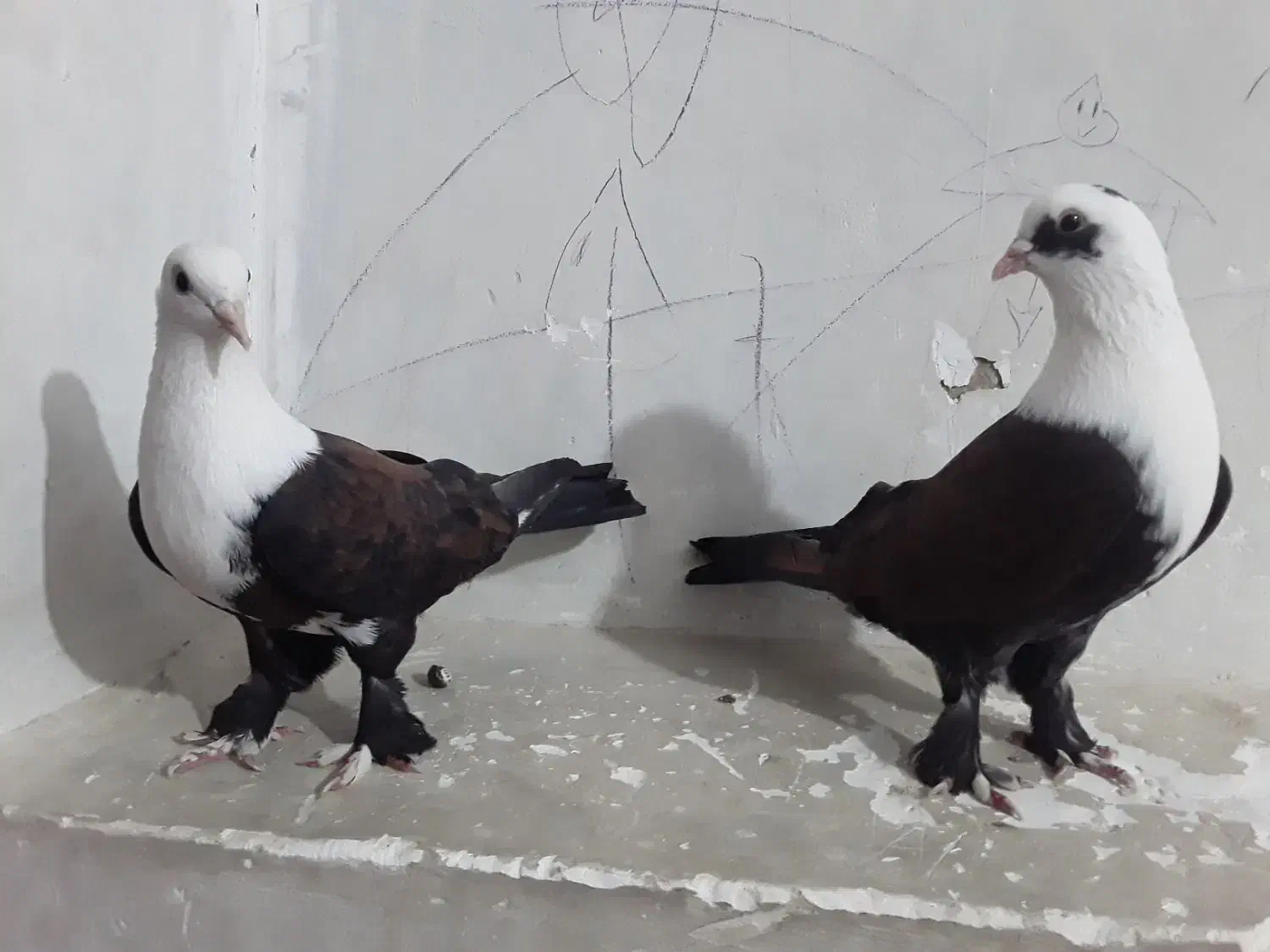 یه جفت کربلایی|پرنده|صادق آباد, |دیوار