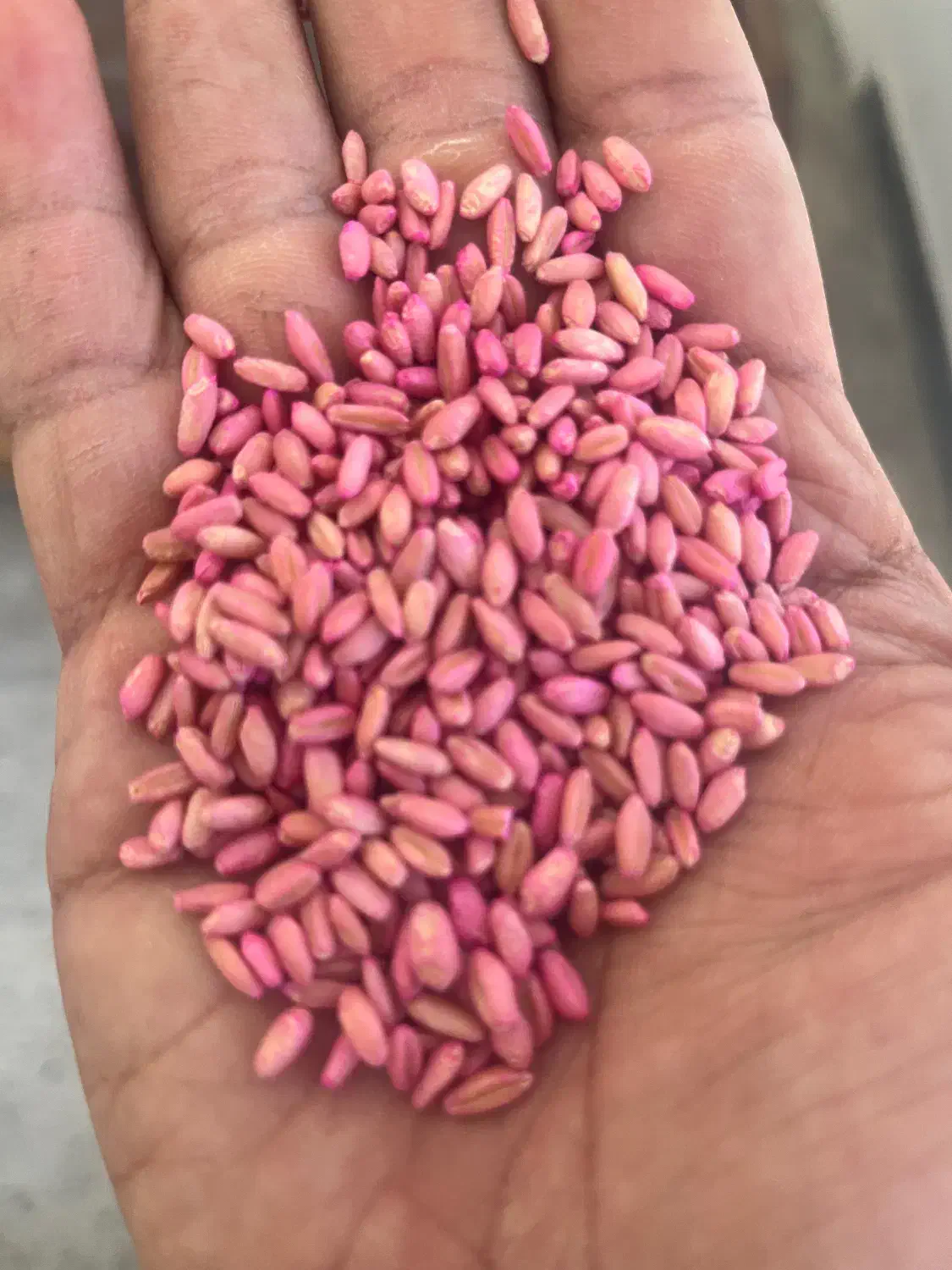 توزیع بذر گندم اصلاح شده|خدمات باغبانی و درختکاری|رزن, |دیوار