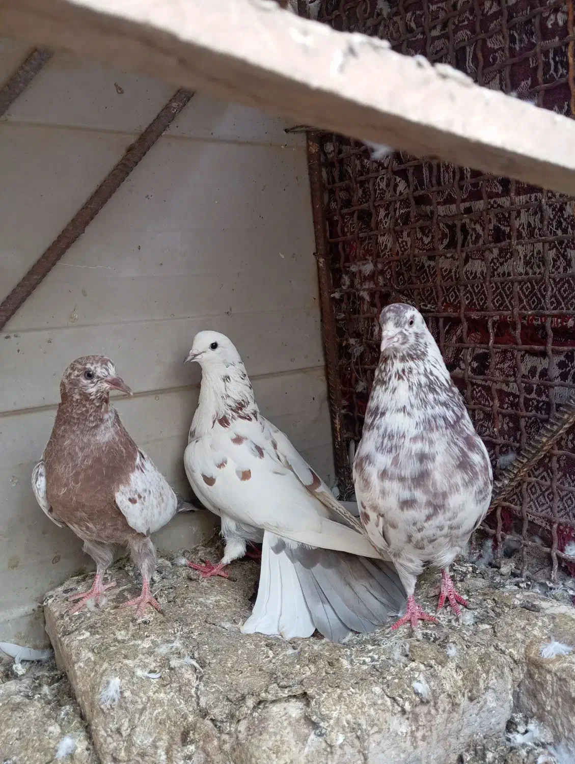 کفتر|پرنده|بم, |دیوار