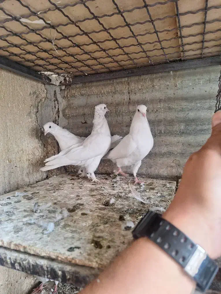 کفتر ۳تا جوجه|پرنده|ری, سرتخت|دیوار