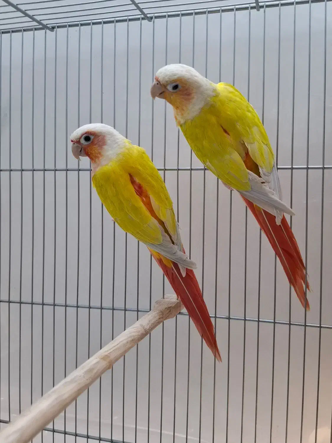 ردچیک راهب شاه طوطی گرینچیک|پرنده|مشهد, فاطمیه|دیوار