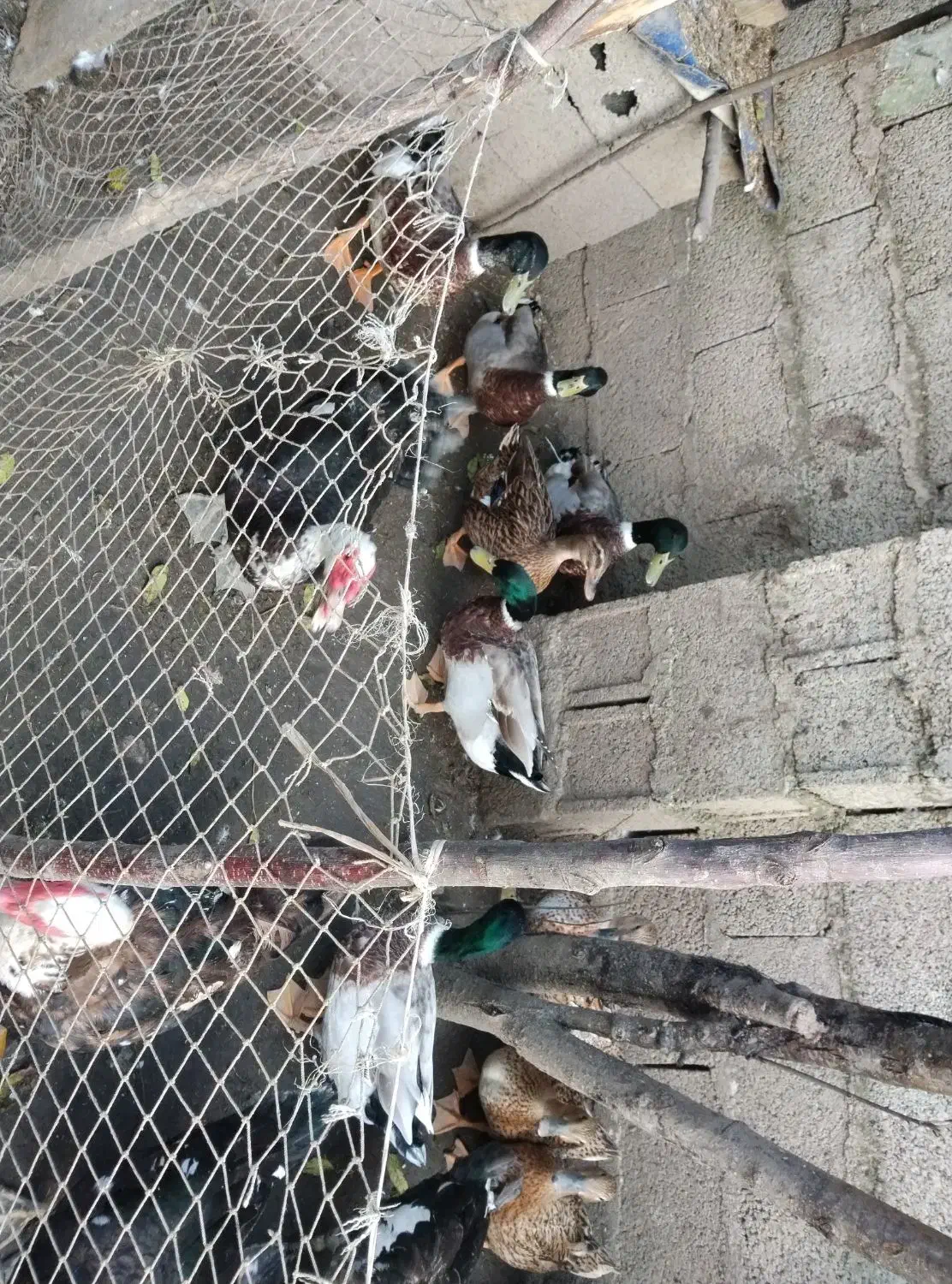 اردک اسراییلی و محلی|حیوانات مزرعه|رشت, لاکان|دیوار