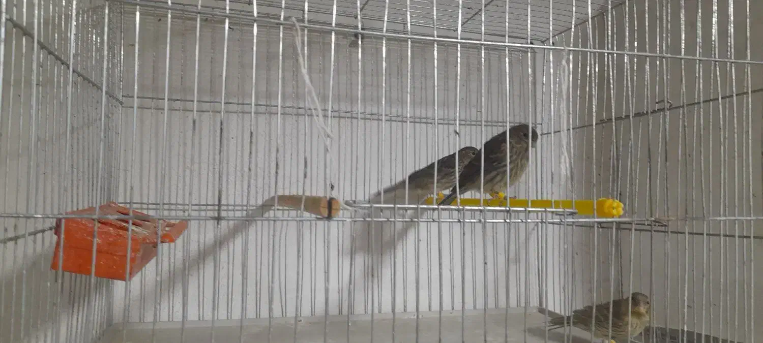 جوجه قناری نگرو سرخ|پرنده|داراب, |دیوار