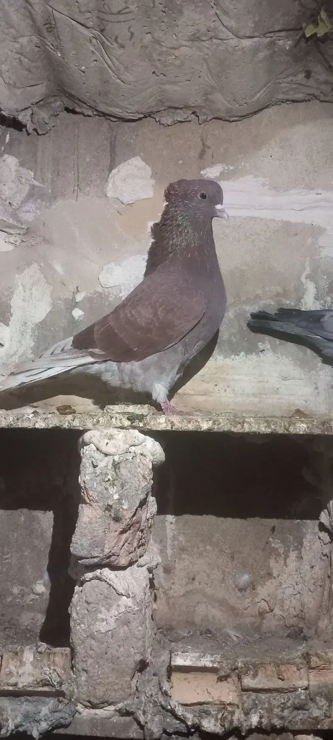 کبوتر|پرنده|سرخنکلاته, |دیوار
