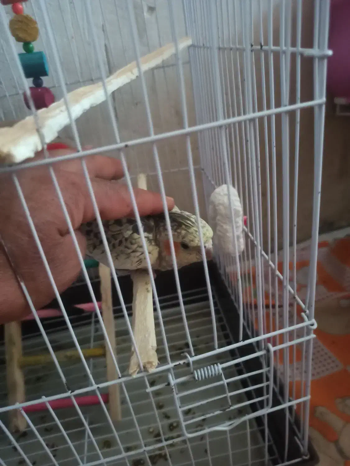 عروس هلندی سالم رام وبازیگوش|پرنده|بانه, |دیوار