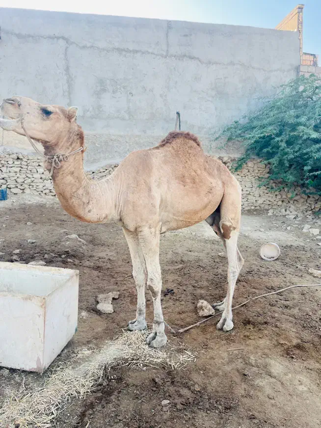 شتر نر|حیوانات مزرعه|قشم, |دیوار