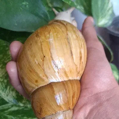 حلزون|خزنده|شیراز, رکن‌آباد|دیوار