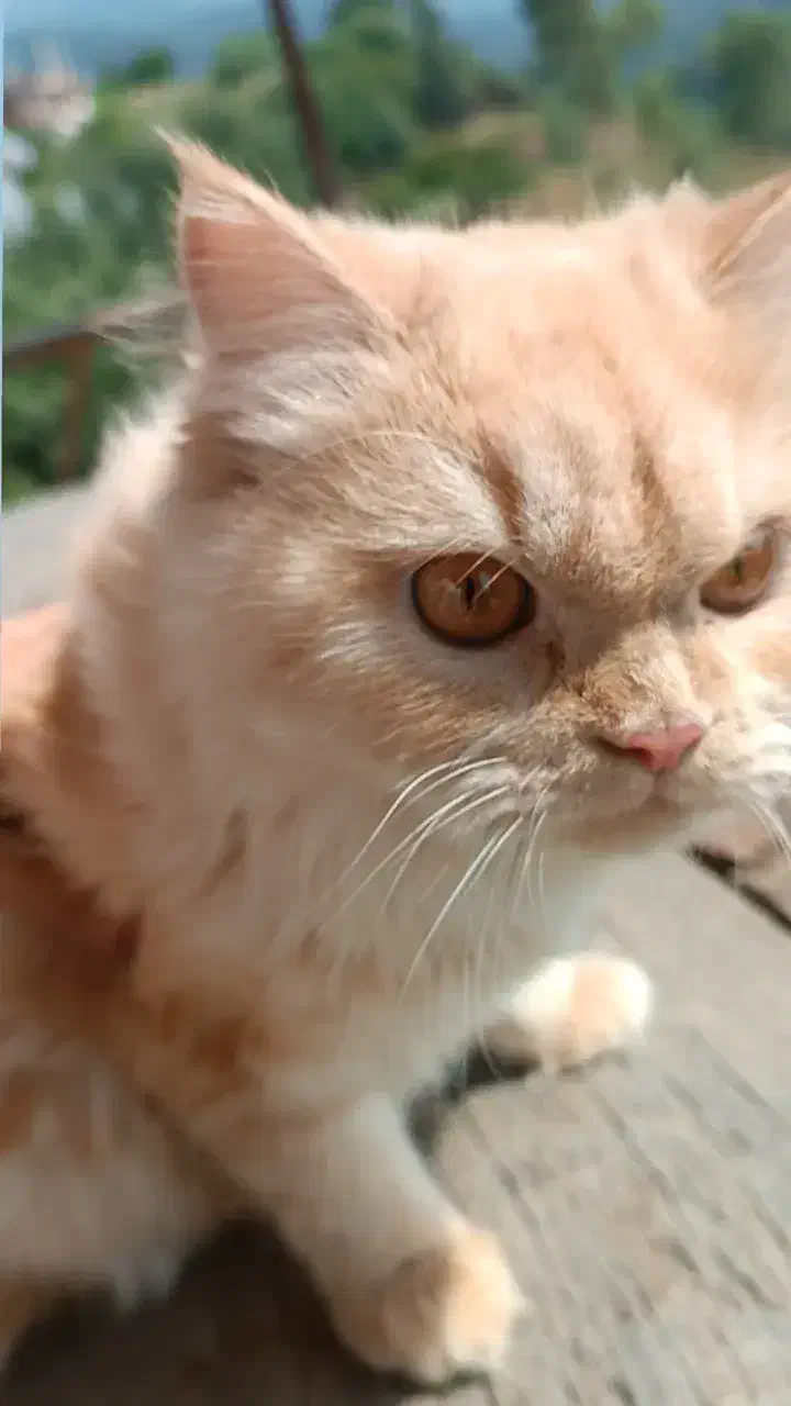 گربه پرشین|گربه|گرگان, |دیوار