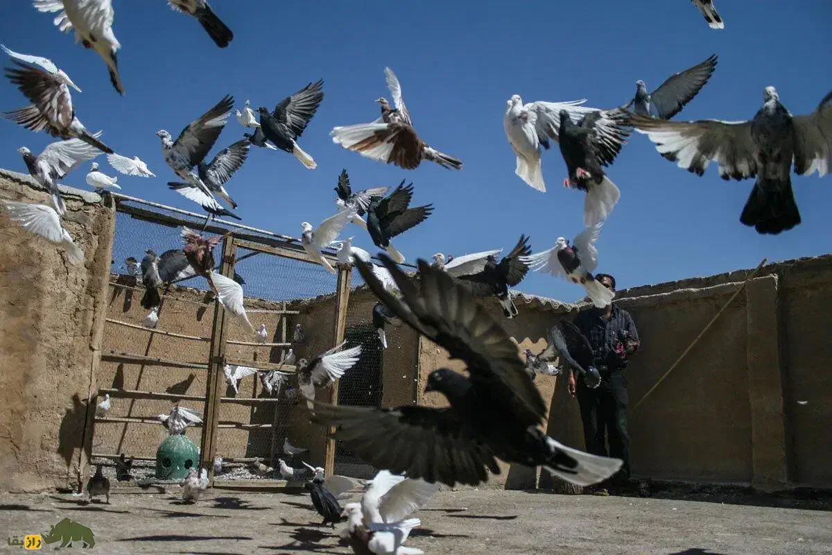 کفتر|پرنده|اردستان, |دیوار