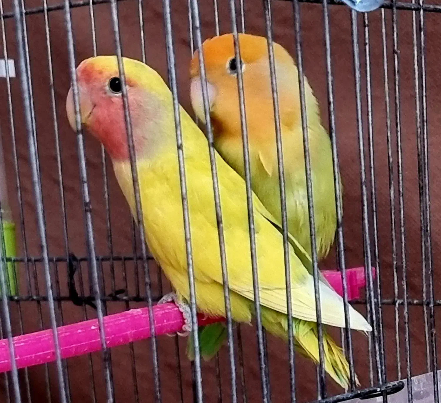 فروش یک جفت طوطی برزیلی مولد تضمینی|پرنده|اهر, |دیوار