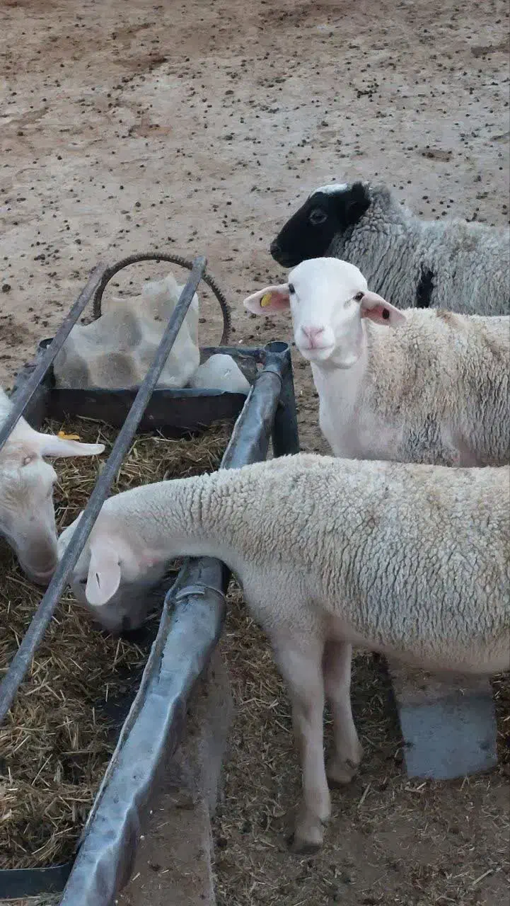 فروش بره نر لاکن و رومانوف|حیوانات مزرعه|مهریز, |دیوار