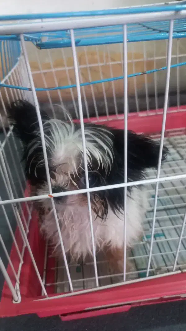 واگذاری سگ|سگ|شیراز, شهرک بهار|دیوار