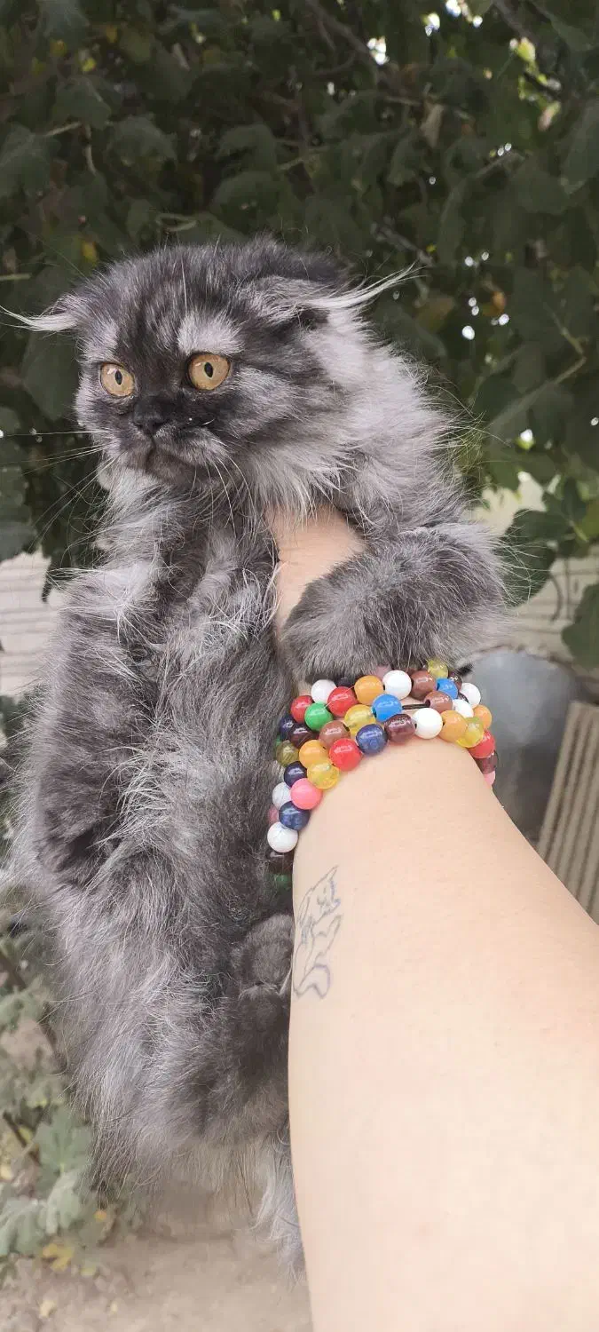 توله گربه نژاد دار|گربه|شیراز, تندگویان|دیوار