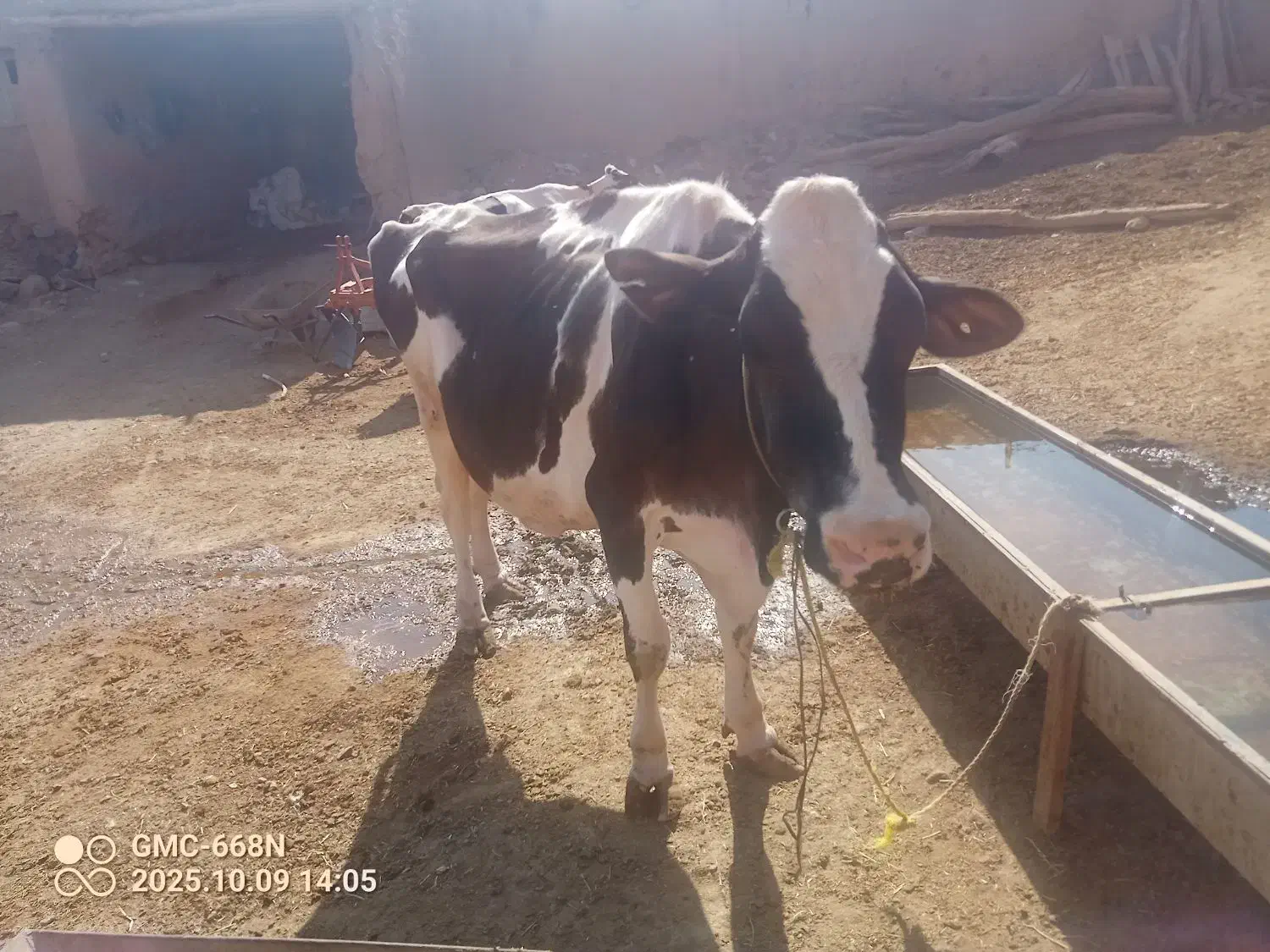 گاو برای قصابی|حیوانات مزرعه|حلب, |دیوار