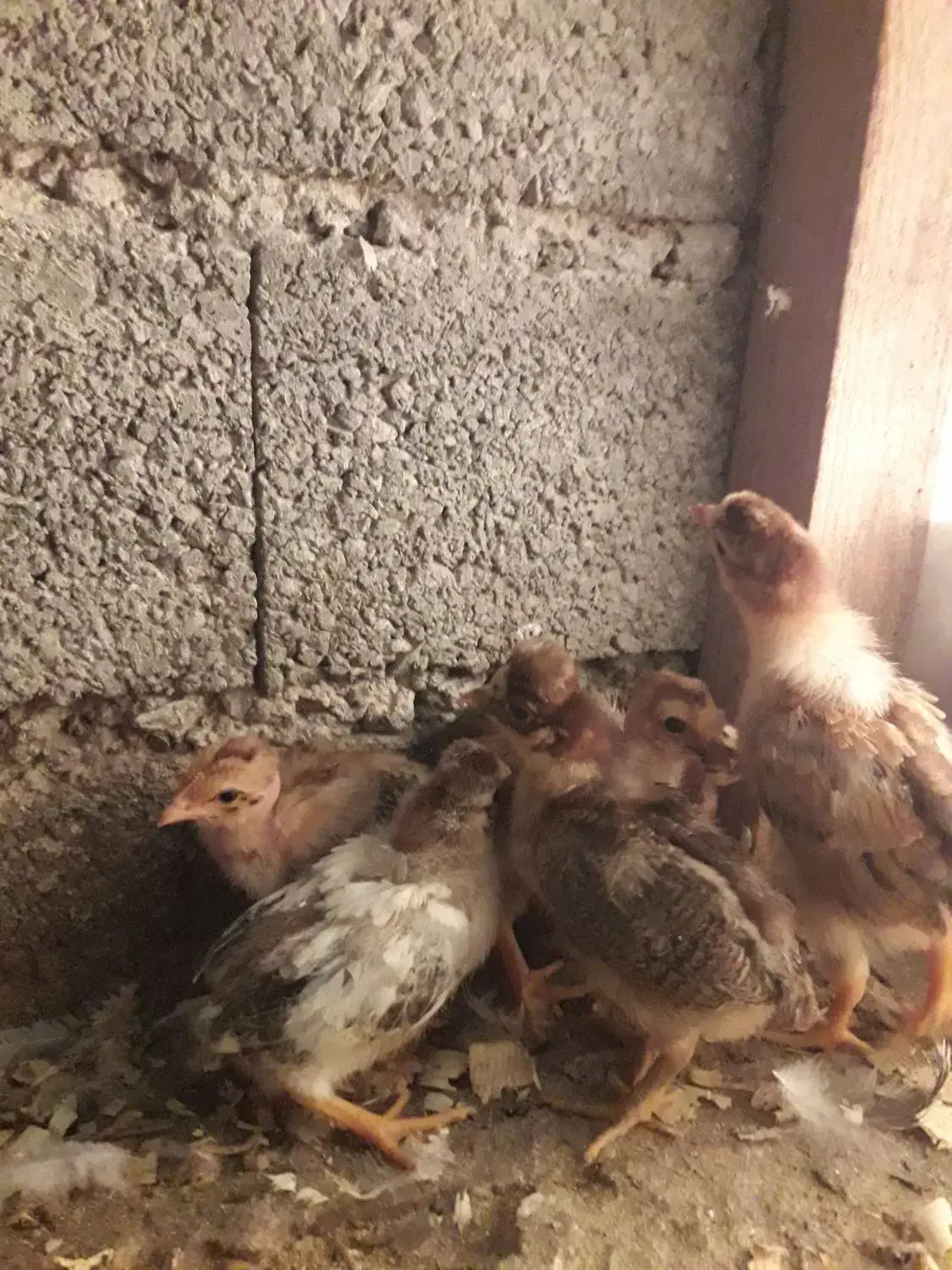 ۱۷عدد جوجه کاکلی وگردن لختی ومحلی|حیوانات مزرعه|لنگرود, |دیوار