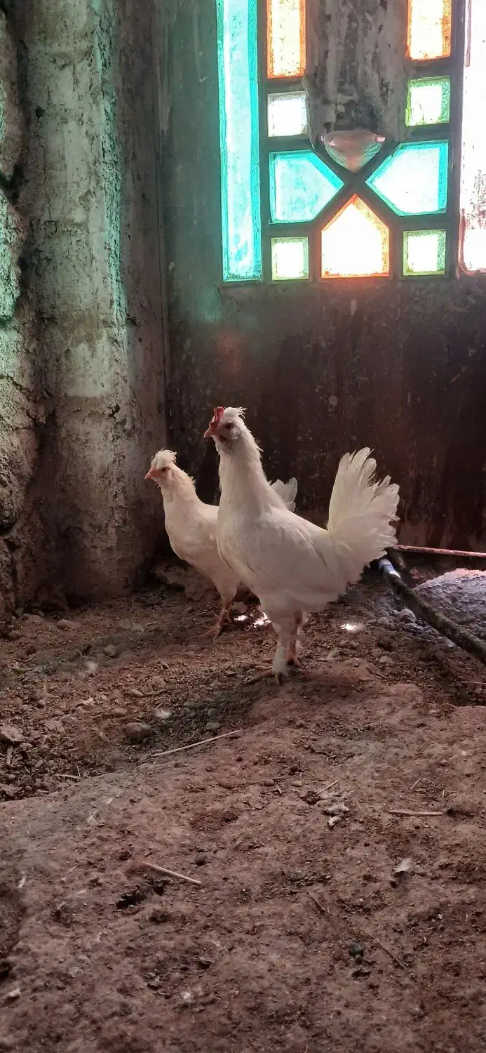 نیمچه مرغ زینتی|حیوانات مزرعه|اصفهان, سرشبادران|دیوار