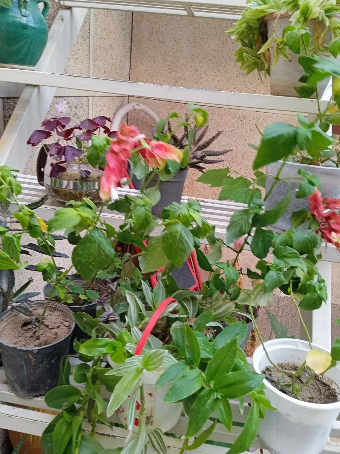 ۱۰ گلدان گل آپارتمانی رنگارنگ|گل و گیاه طبیعی|مراغه, |دیوار