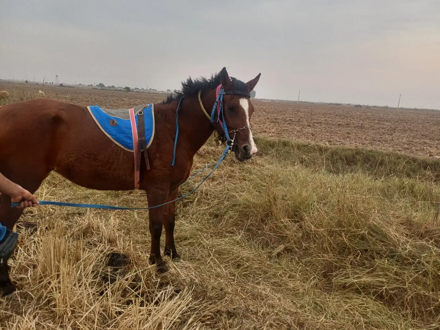 شوشتر شعیبیه|اسب و تجهیزات اسب‌سواری|شوشتر, |دیوار