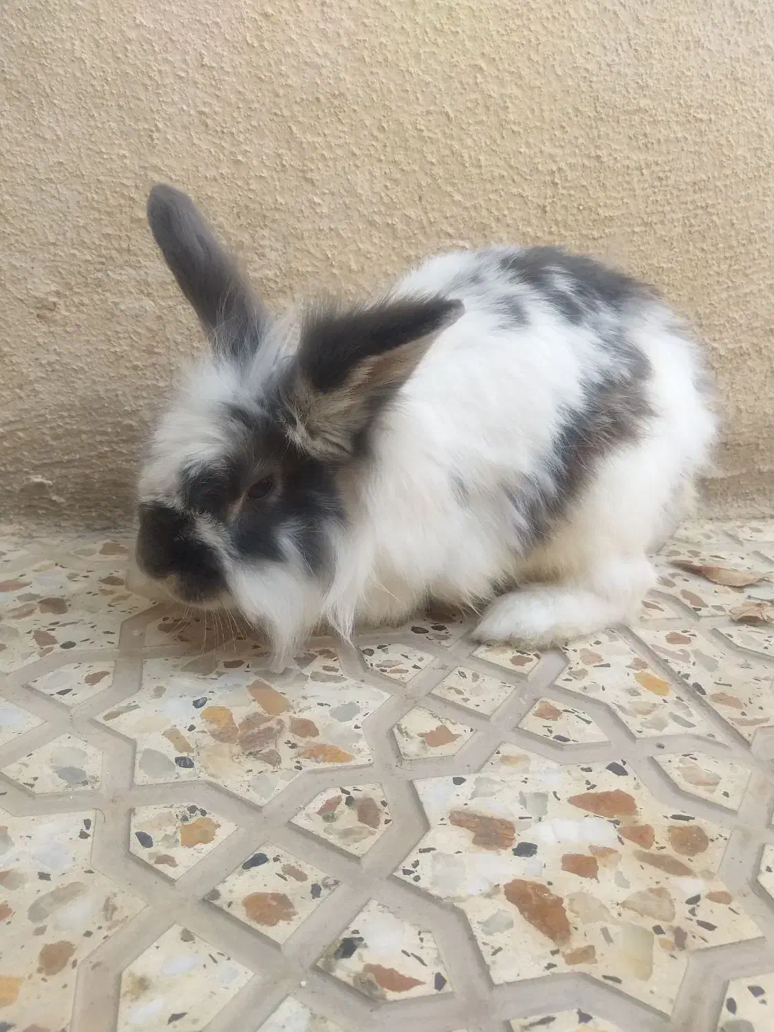 خرگوش خارجی|موش و خرگوش|سردشت, |دیوار