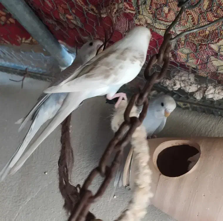 مرغ عشق و فنچ|پرنده|ایرانشهر, |دیوار