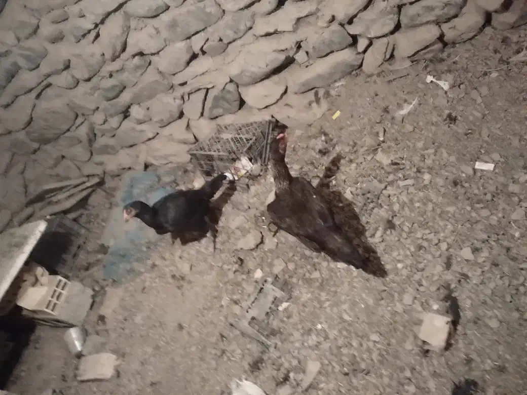 دو عدد مرغ|پرنده|مریوان, |دیوار