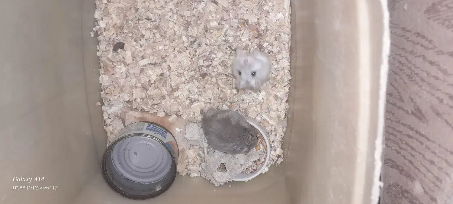 همستر کمپل|موش و خرگوش|تهران, پاسداران|دیوار