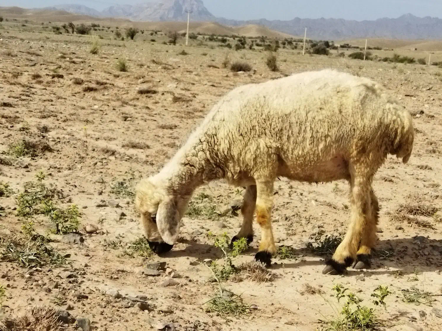 میش|حیوانات مزرعه|جیرفت, |دیوار