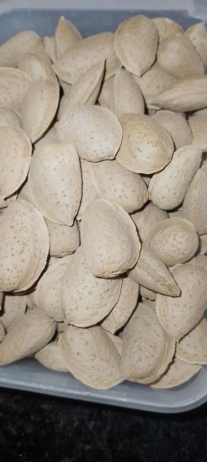 بادام درختی|خوردنی و آشامیدنی|کوهدشت, |دیوار