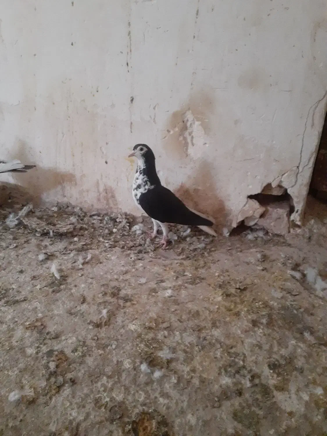 کفتر بوم|پرنده|تربت جام, المهدی|دیوار