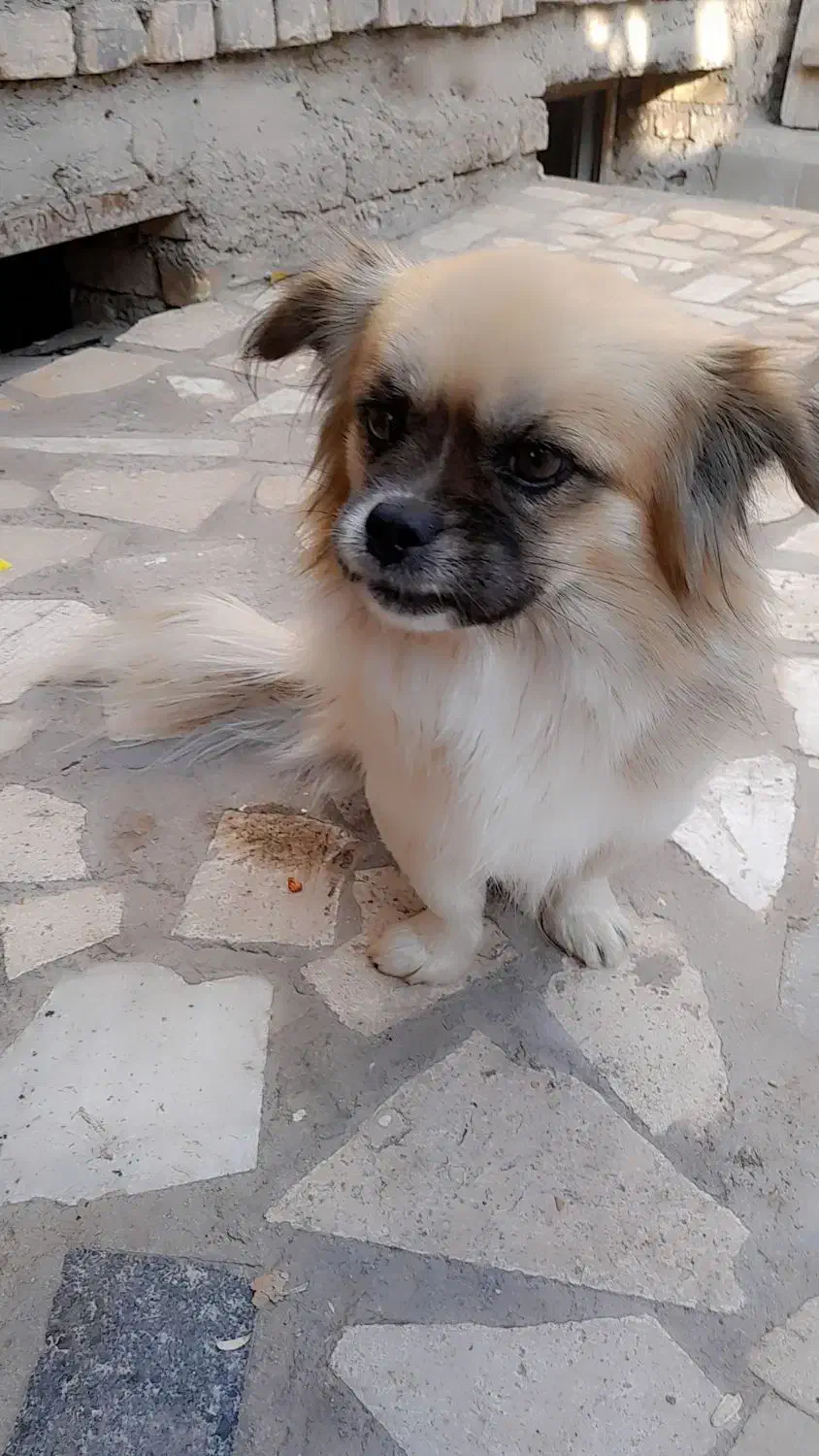 سگ پاپی|سگ|تربتحیدریه, باغ ملی|دیوار