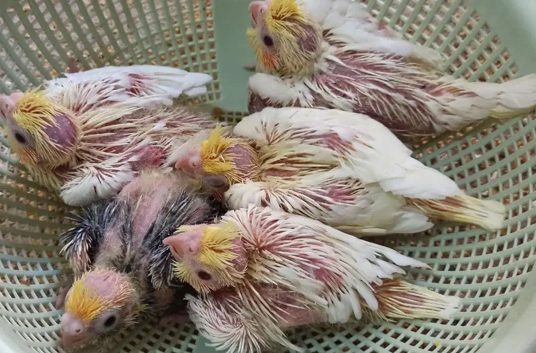 جوجه عروس هلندی|پرنده|رفسنجان, |دیوار