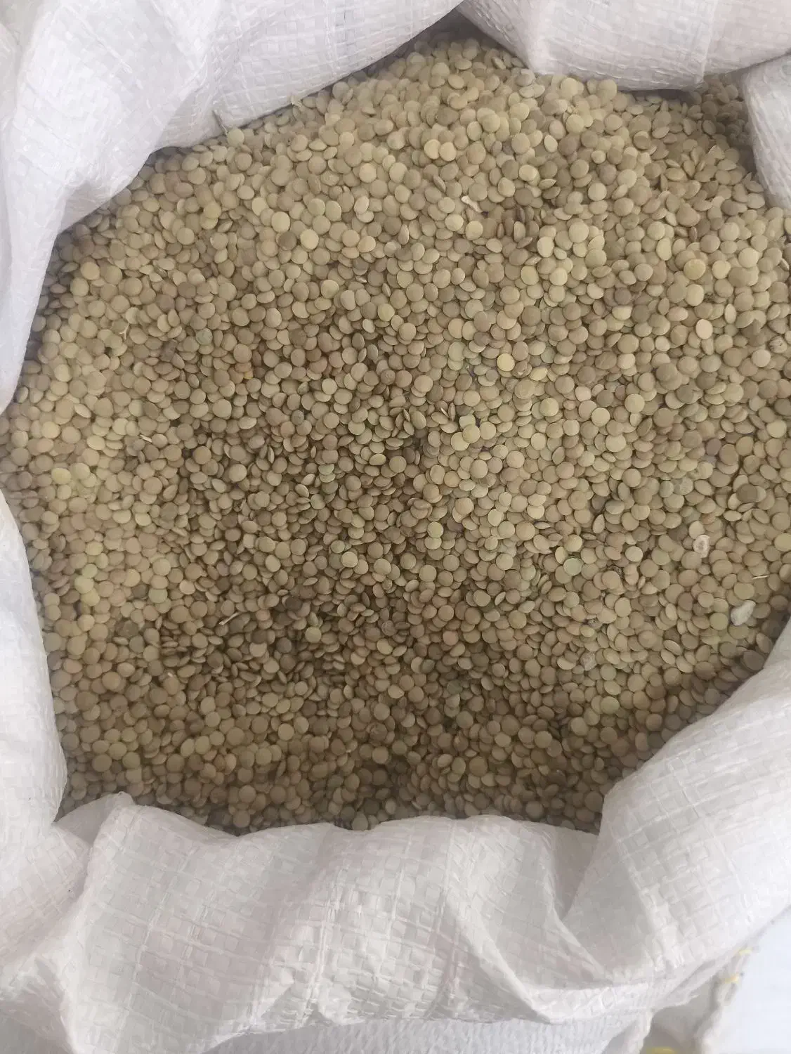 عدس|خوردنی و آشامیدنی|سیوان, |دیوار