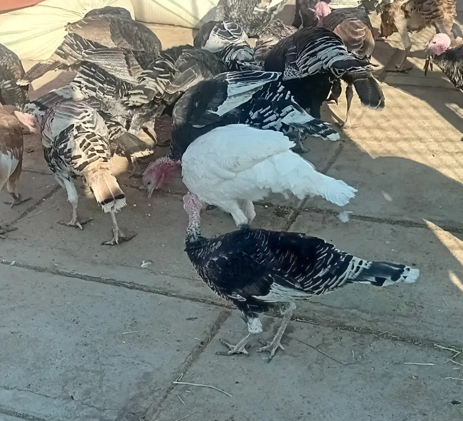 فروش بوقلمون|پرنده|تربت جام, مطهری|دیوار