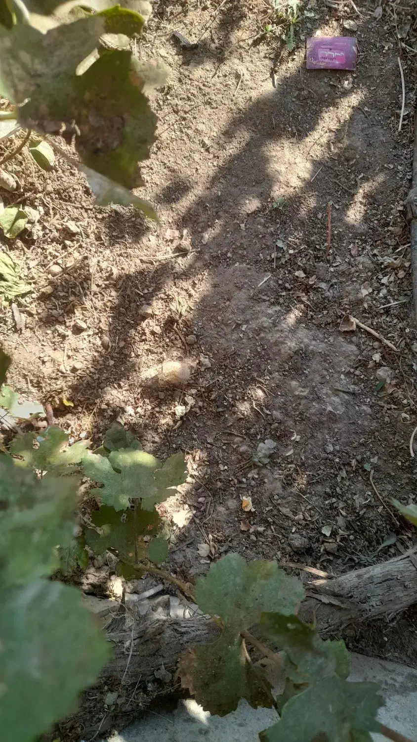 خاک شیرین|خدمات باغبانی و درختکاری|میاندوآب, |دیوار